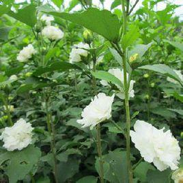 白色木槿 白色木槿