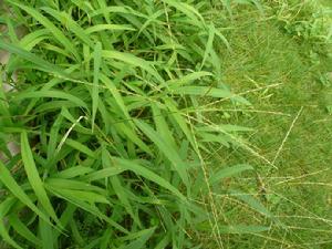 馬唐[禾本目禾本科植物]