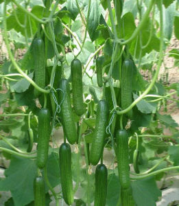 鑫福秋棚黃瓜 鑫福秋棚黃瓜