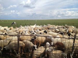 西旗羊肉 西旗羊肉