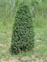 杜松的針葉，果實與整體形態