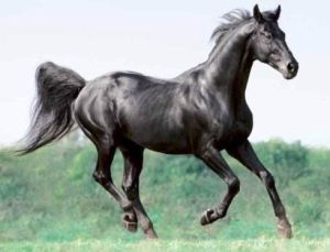 特雷克納馬 特雷克納馬