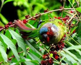 白耳錐尾鸚鵡莫納加斯亞種 白耳錐尾鸚鵡莫納加斯亞種