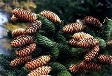 魚鱗雲杉 魚鱗雲杉