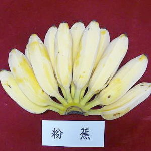 粉蕉 粉蕉