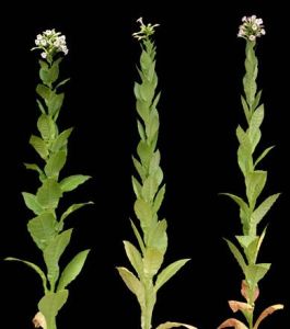 克撒錫·巴斯瑪 克撒錫·巴斯瑪