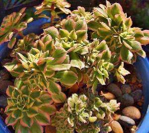 燦爛綴化 燦爛綴化