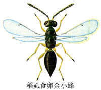 稻虱食卵金小蜂