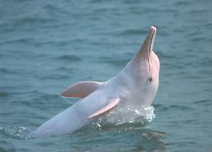 雷州珍稀水生動物自然保護區