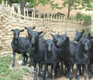 承德山羊 承德山羊