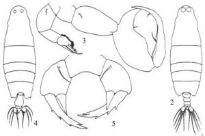 塗氏錐戎 塗氏錐戎