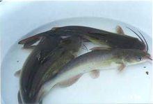 六須鯰魚