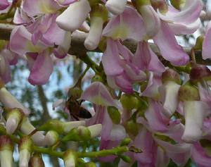墨西哥丁香的花