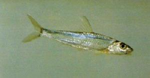 銀色頜須鮈 銀色頜須鮈