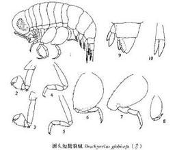圓頭短腿狼戎 圓頭短腿狼戎