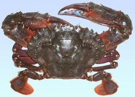 赤甲紅海蟹 赤甲紅海蟹