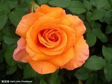 花語[用花表達的語言]