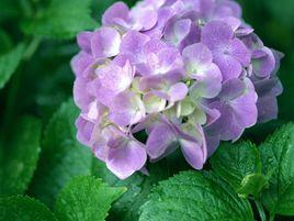 藥食兩用食物 藥食兩用食物
