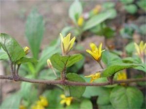 抱莖山羅過路黃 抱莖山羅過路黃