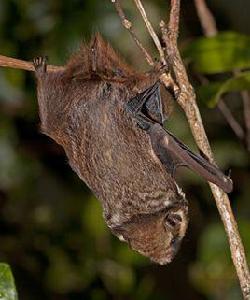 灰蓬毛蝠 灰蓬毛蝠