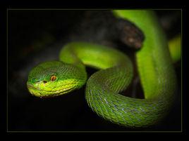 白唇竹葉青 白唇竹葉青