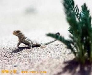 （圖）荒漠沙蜥