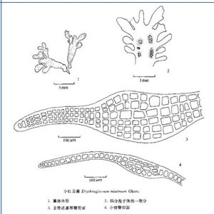 小紅舌藻 小紅舌藻