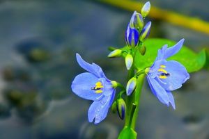 三裂慈菇 三裂慈菇