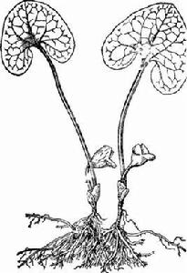 杜衡[詞語概念]