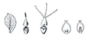 基生胎座 基生胎座