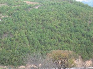 密馬登村 密馬登村