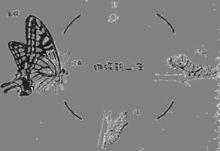 完全變態發育的全過程