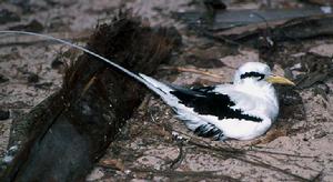 （圖）紅尾熱帶鳥