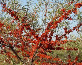 中國沙棘 中國沙棘