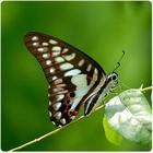 木蘭青鳳蝶 木蘭青鳳蝶