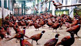 特種養殖 特種養殖