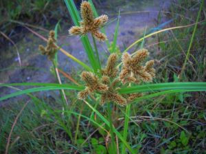 聚穗莎草 聚穗莎草