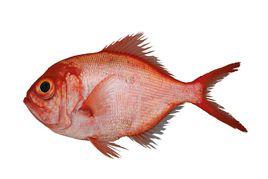 十指金眼鯛 十指金眼鯛