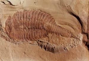 腔腸動物門（化石）