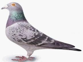 競翔賀姆鴿 競翔賀姆鴿