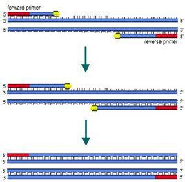 引物特異性檢驗法 引物特異性檢驗法