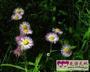 （圖）柳葉紫苑