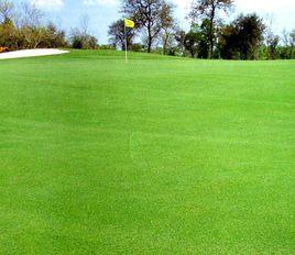 匍匐翦股穎 匍匐翦股穎