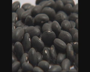 假黑豆 假黑豆