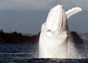 白色座頭鯨米伽羅