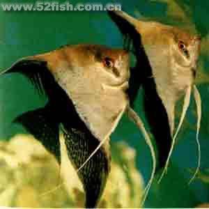 鴛鴦神仙 鴛鴦神仙