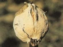 棉花紅粉病 棉花紅粉病