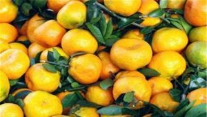 太湖西山吉運農家樂