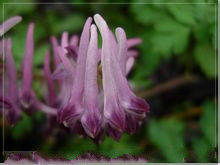 會澤紫堇(原變種) 會澤紫堇(原變種)