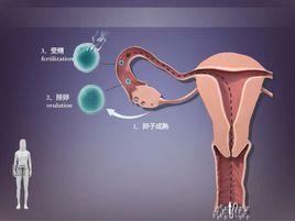 自然受孕 自然受孕